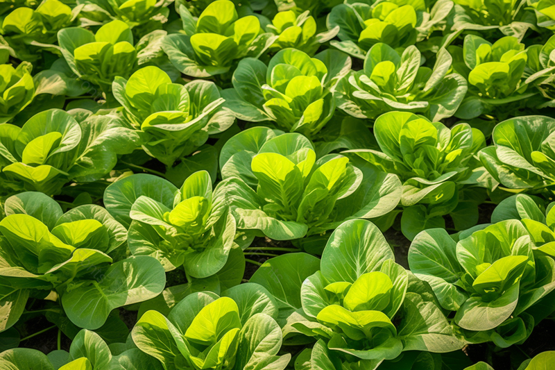 绿油油菜地里种植的油菜新鲜健康营养,高清,摄影图,摄影图片,图片大全,摄影图免费下载